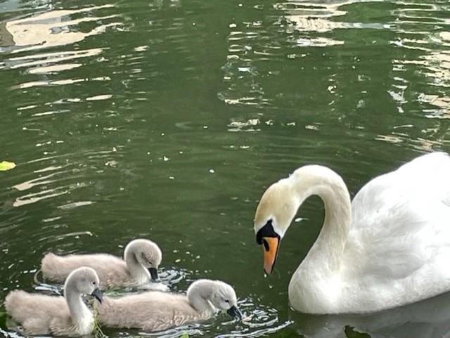 Schwanenmutter mit drei Küken im grünen Wasser des Kanals